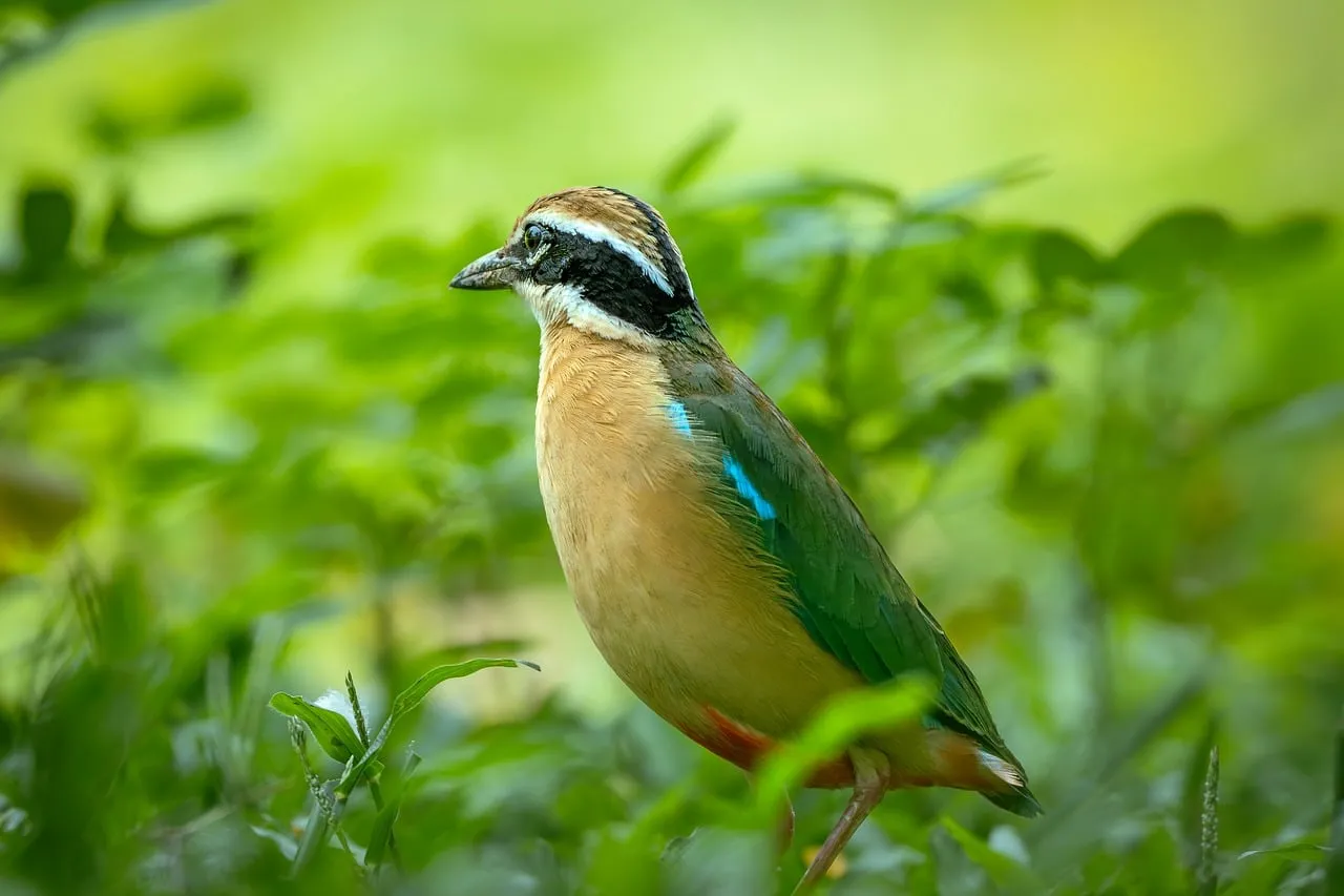 Exotic Pitta: A Vibrant Jewel in Nature's Embrace
