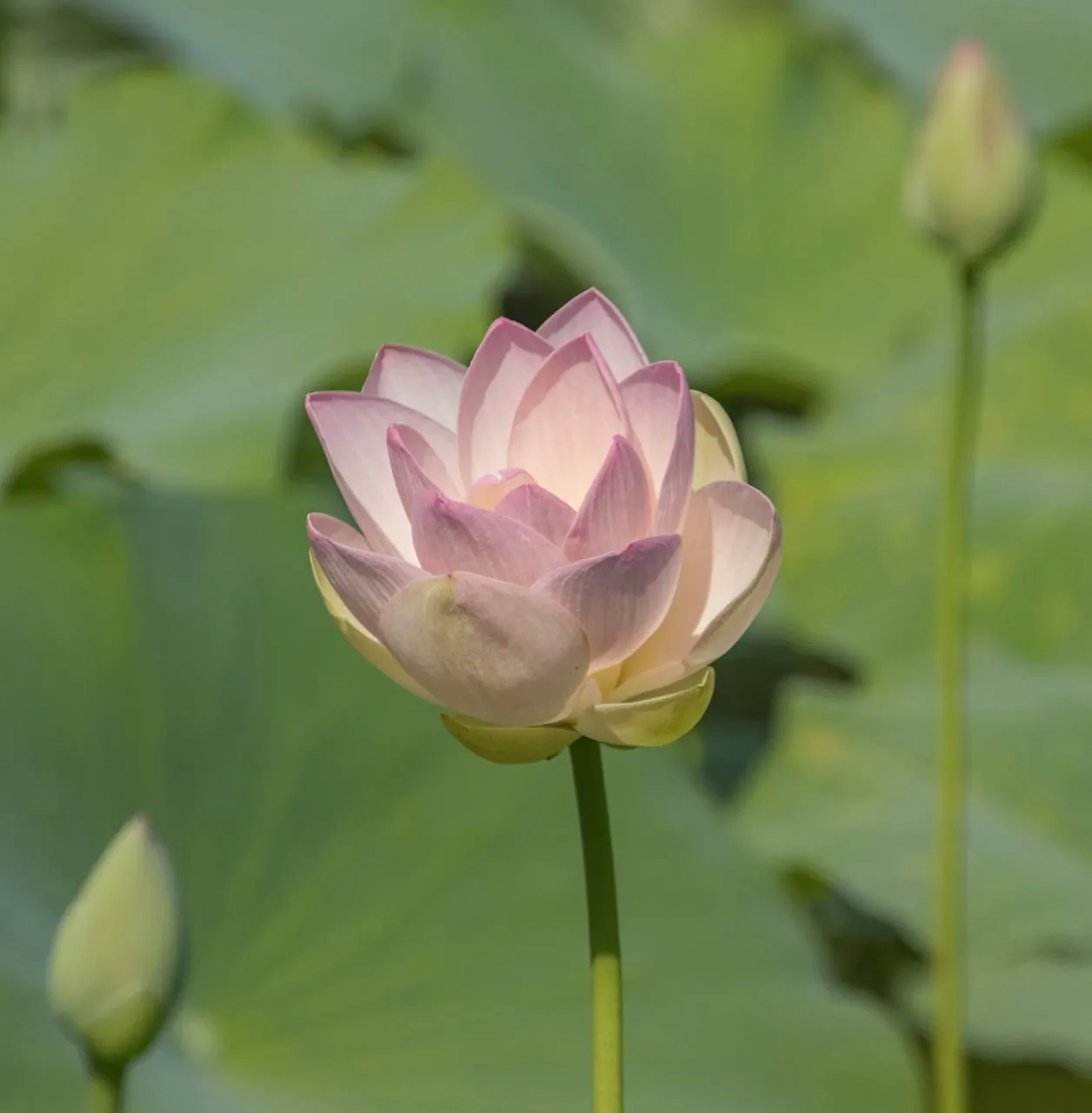 Stunning Pink Lotus Bloom in Serene Pond