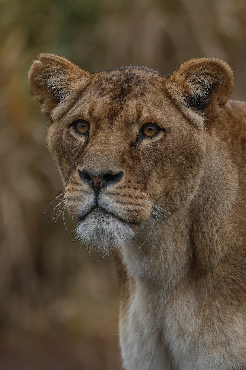 Majestic Lioness: Queen of the Savannah's Gaze