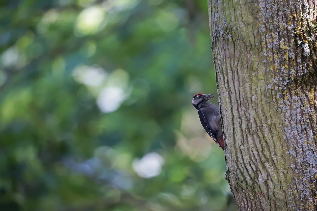 Vibrant Woodpecker: A Glimpse of Forest Wildlife