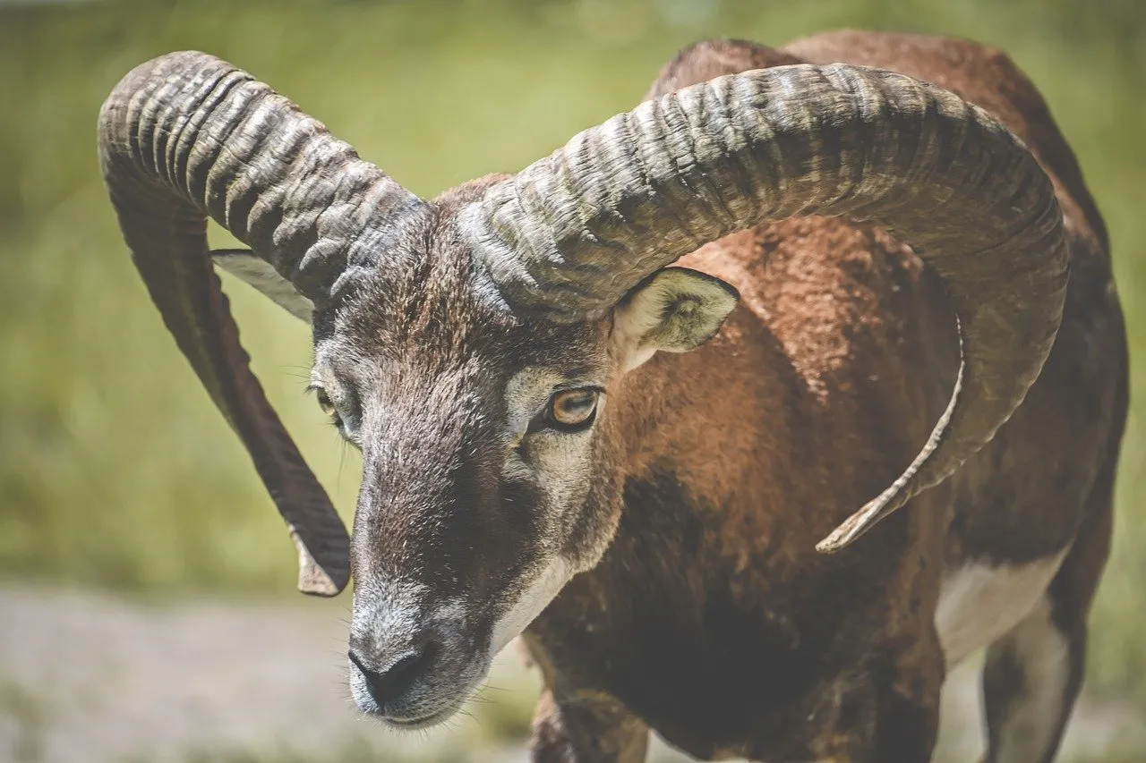 Magnificent Mouflon: Majestic Horns in Wild Nature