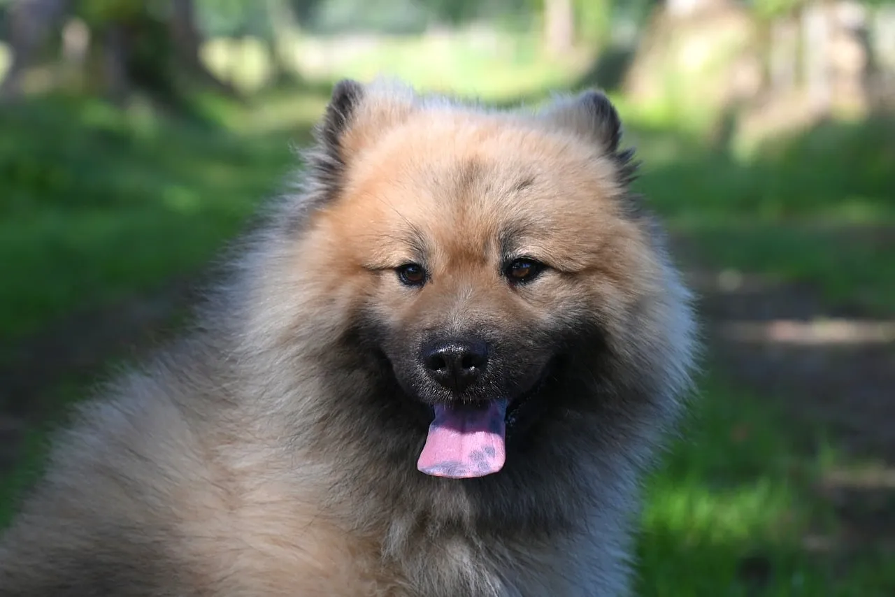 Charming Eurasier Olaf: Fluffy Pet with Tongue Out