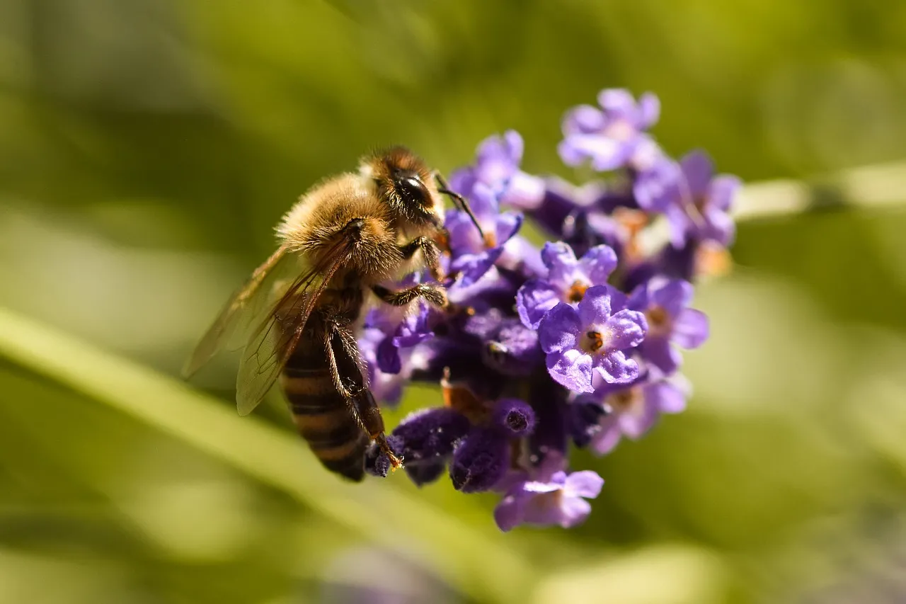 Vibrant Lavender: Honey Bee's Nectar Dance