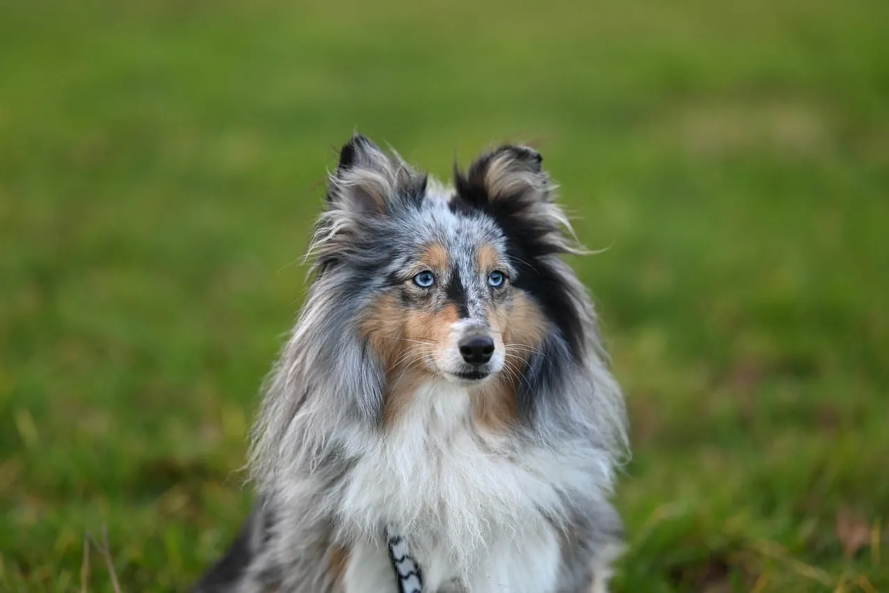 Stunning Blue Merle Shetland Shepherd with Piercing Blue Eyes