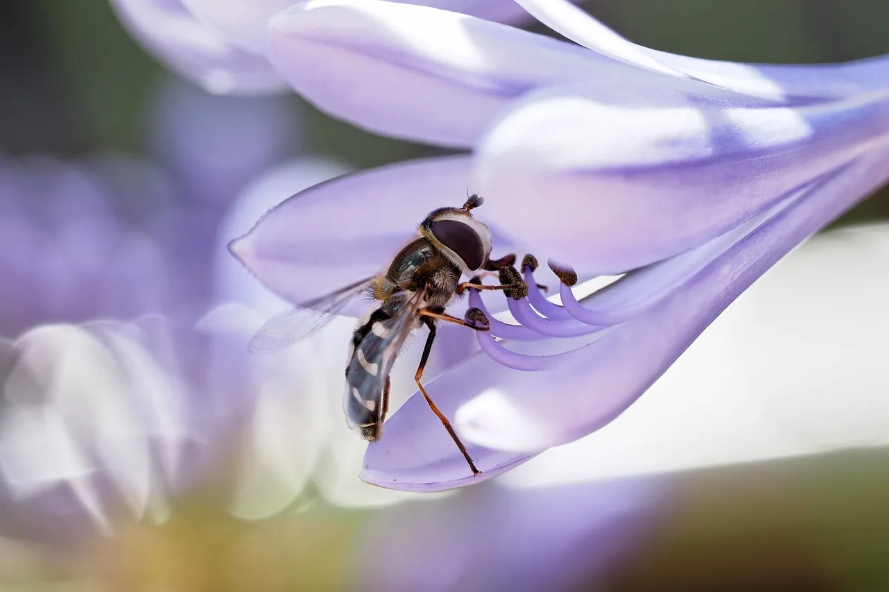 Stunning Hoverfly Pollinating Agapanthus Bloom Close-up