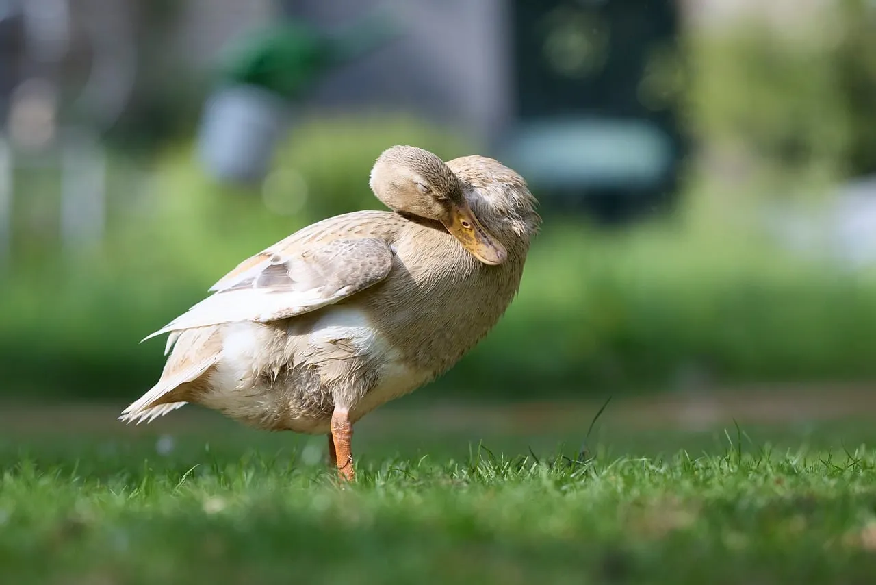 Serene Indian Runner Duck Preening in Sunny Grass