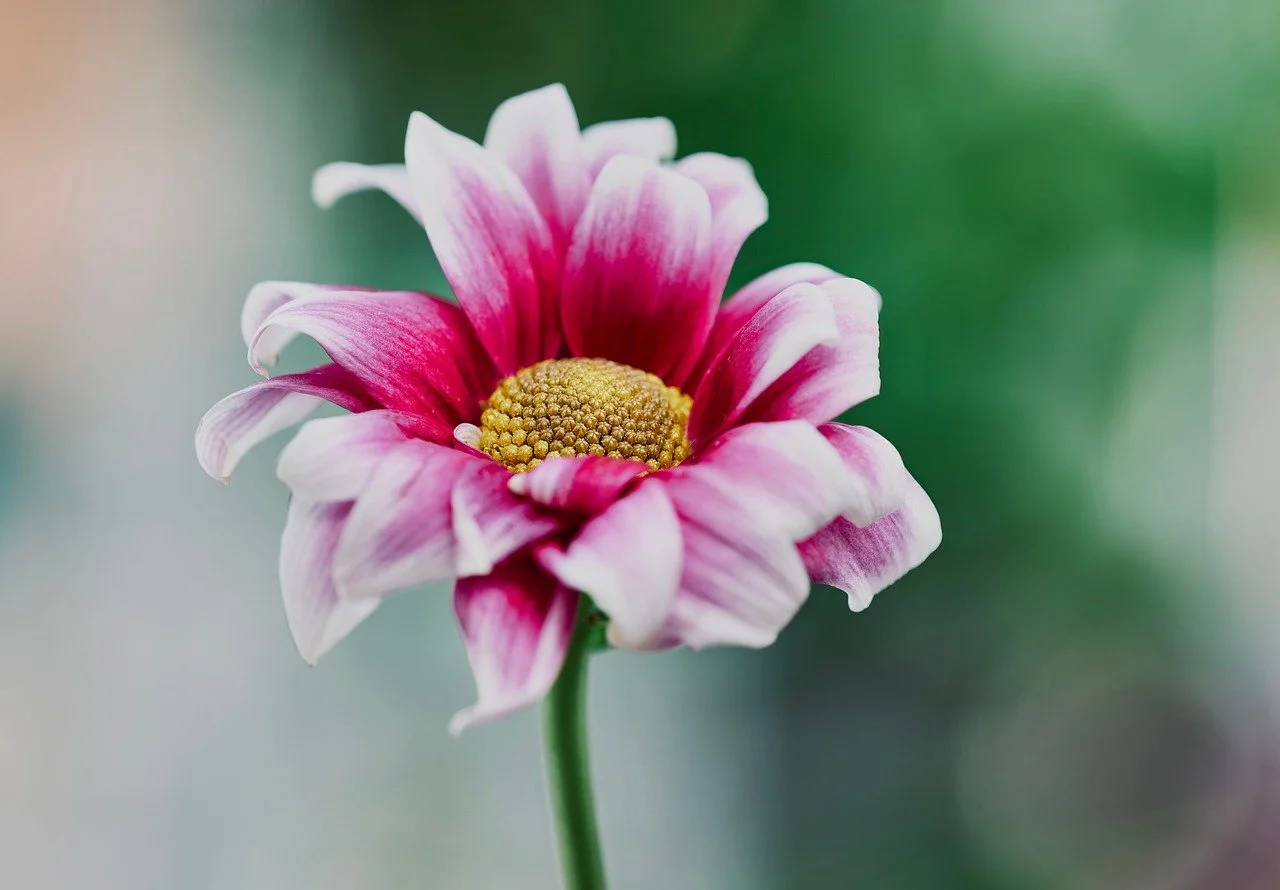 Vibrant Daisy Bloom: Nature's Elegance on a Blurred Canvas