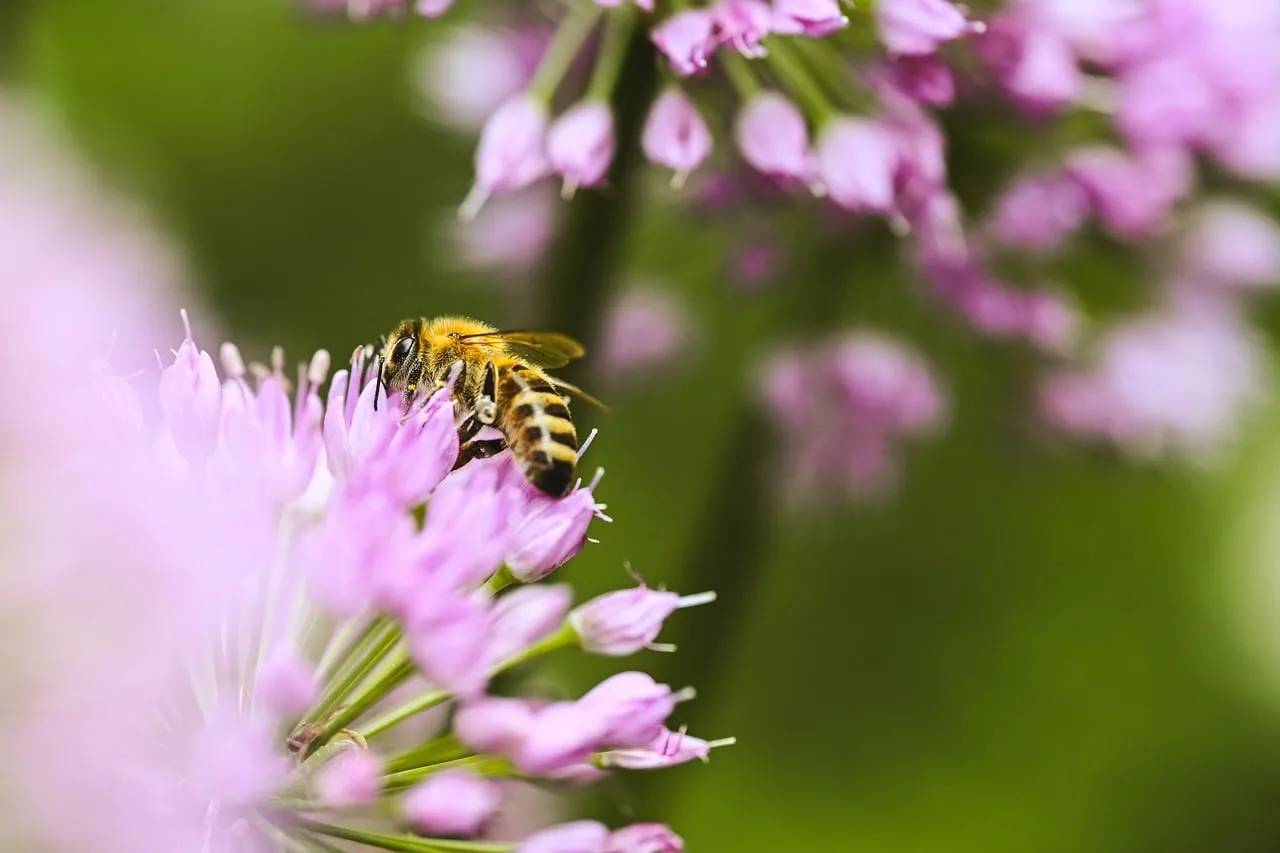 Vibrant Macro: Honeybee Pollinating Delicate Pink Allium