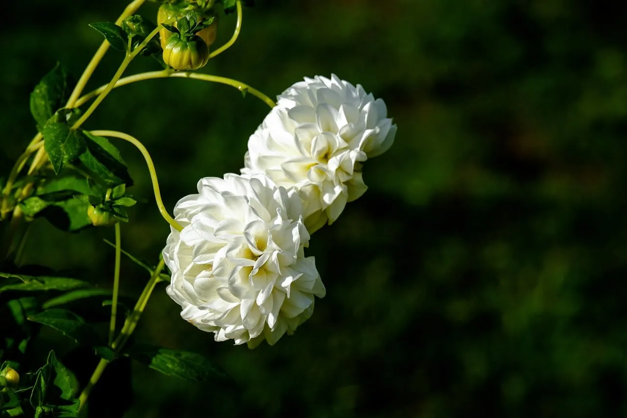 Stunning White Dahlias: Summer Garden's Pure Bloom