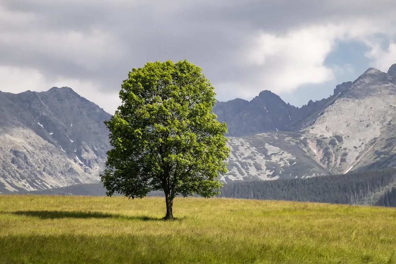 Serene Solitude: Lone Tree Embraces Majestic Tatry Mountains