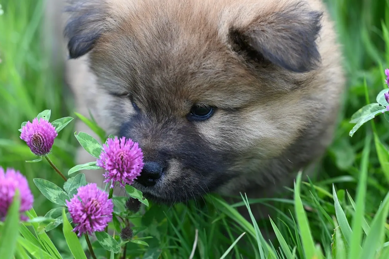 Adorable Pomeranian Puppy Exploring Summer Garden Bliss