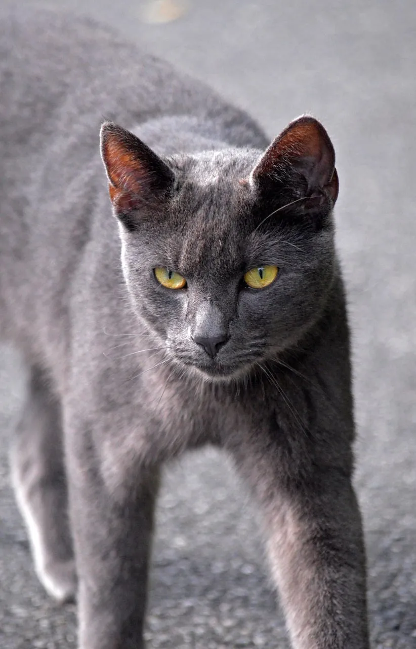 Enigmatic Gaze: A Street Cat's Intense Yellow Eyes