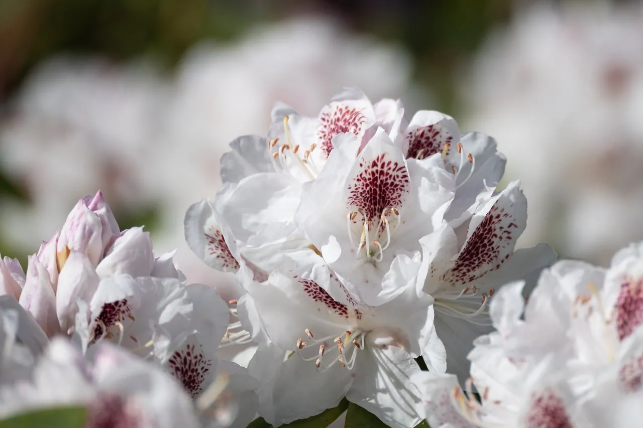Stunning White Rhododendron Blooms in Afternoon Sunlight