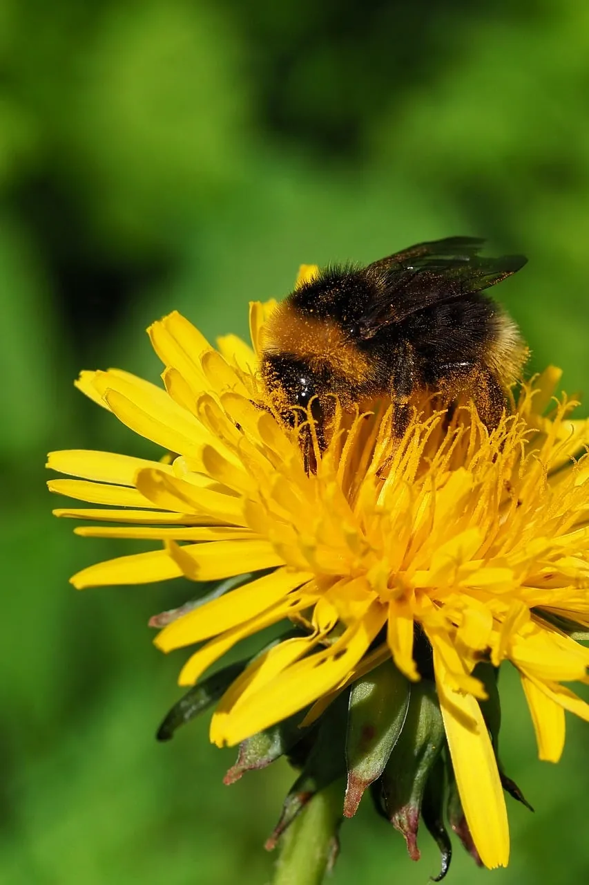 Vibrant Bumblebee Gathering Nectar on a Dandelion Macro