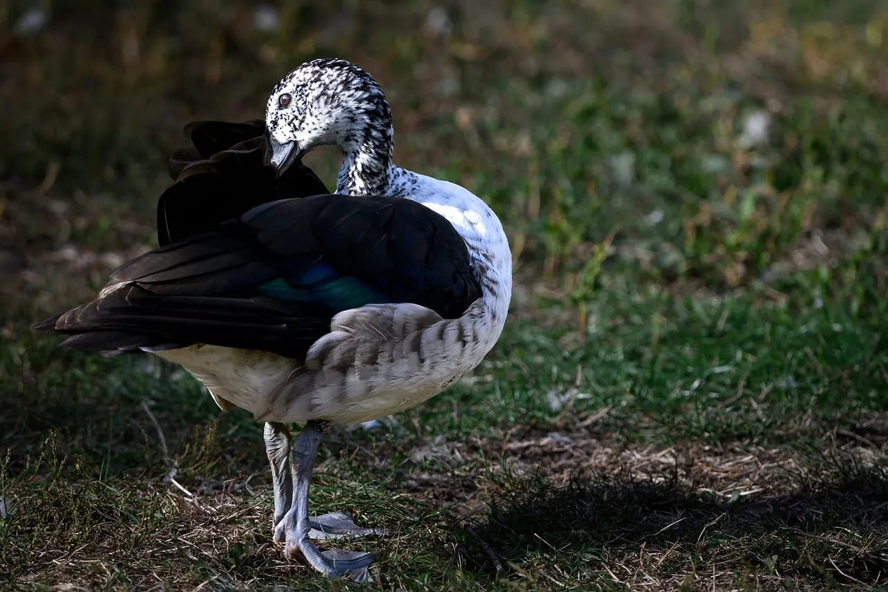 Striking Magpie Goose: Nature's Monochrome Masterpiece