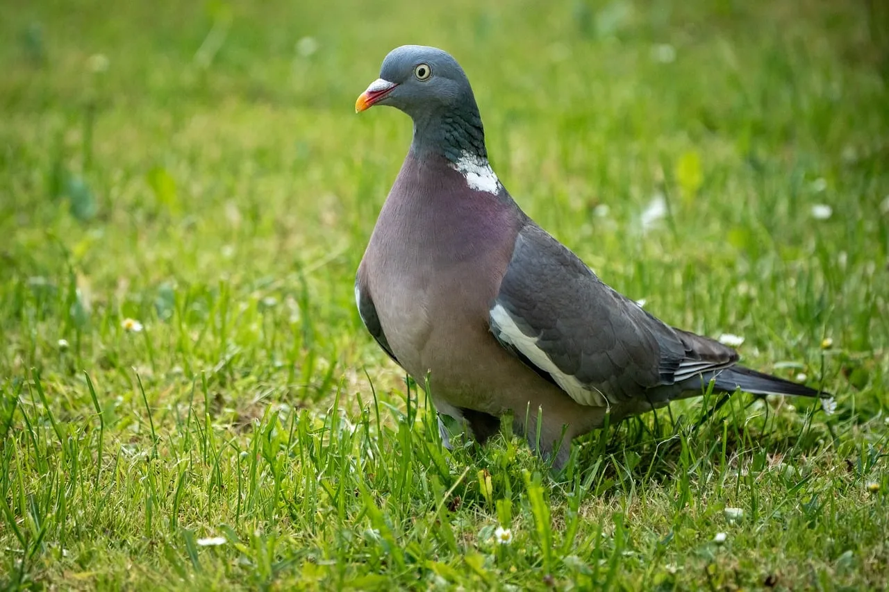 Majestic Wood Pigeon in Lush Green Meadow
