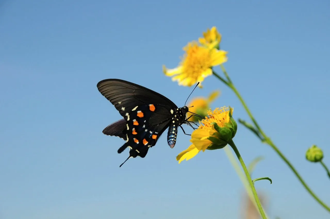 Vibrant Summer: Butterfly on Yellow Flower in Macro