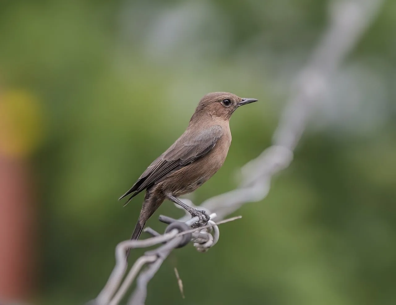 Captivating Wildlife: Small Songbird Perched on Wire