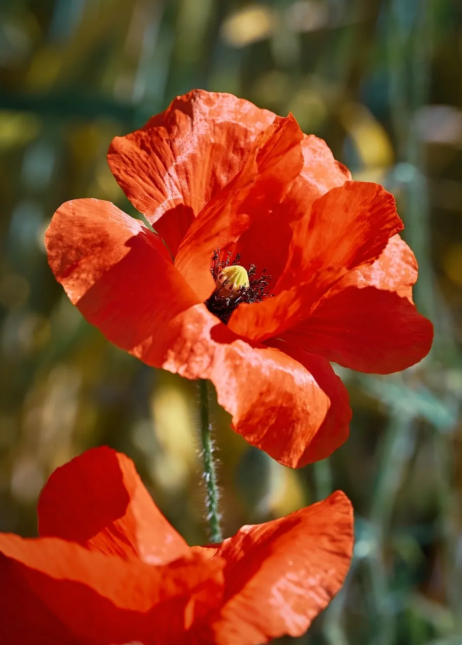 Vibrant Red Poppy: A Symphony of Summer Beauty