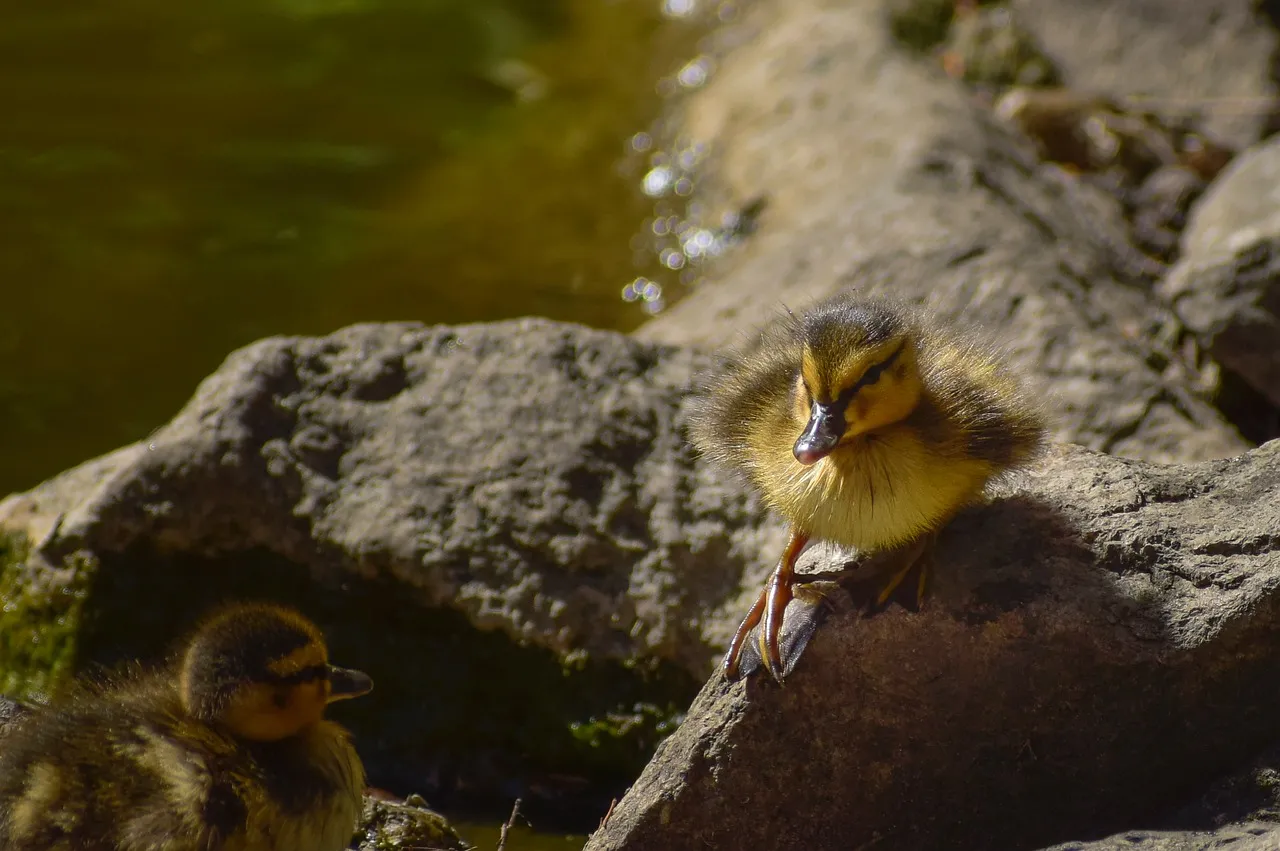 Charming Ducklings: Springtime Water's Edge Serenity