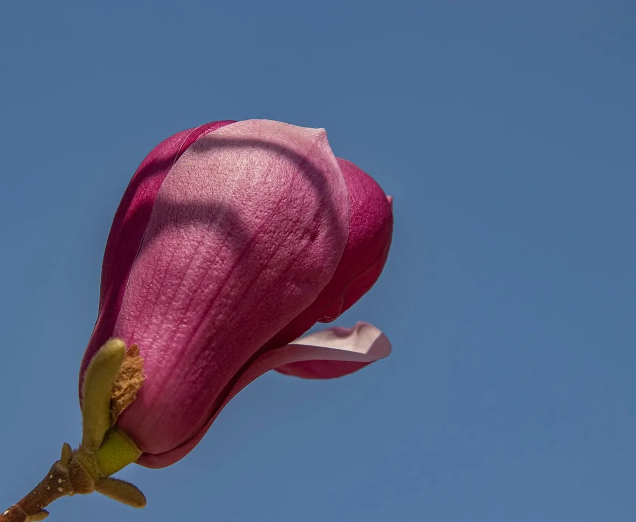 Vibrant Magnolia Bud Against Azure Sky