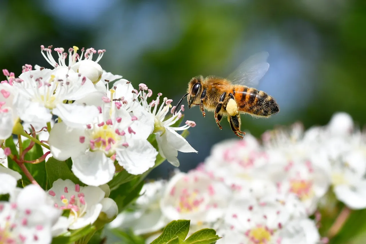 Vibrant Spring Awakening: Honeybee Pollinating Hawthorn Blossoms