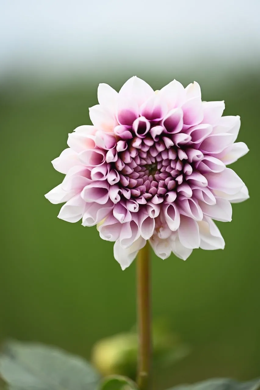 Stunning Pink Dahlia: Nature's Macro Masterpiece in Bloom