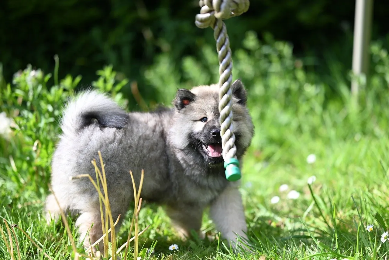 Playful Eurasier Puppy: Joyful Tug-of-War in Sunny Grass