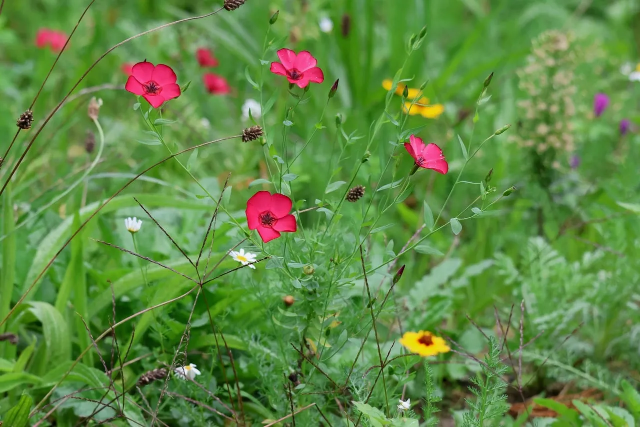 Vibrant Spring Meadow: Red Flax & Wildflower Symphony