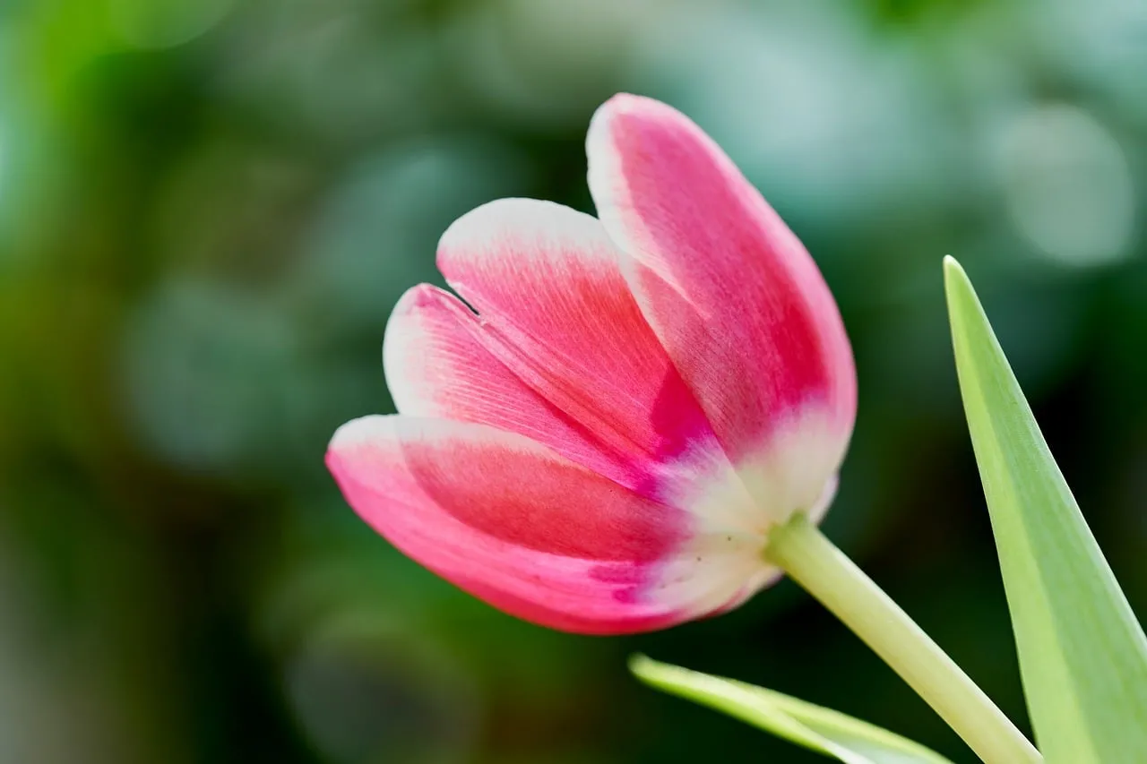 Vibrant Pink Tulip Bloom: A Close-Up of Spring Beauty