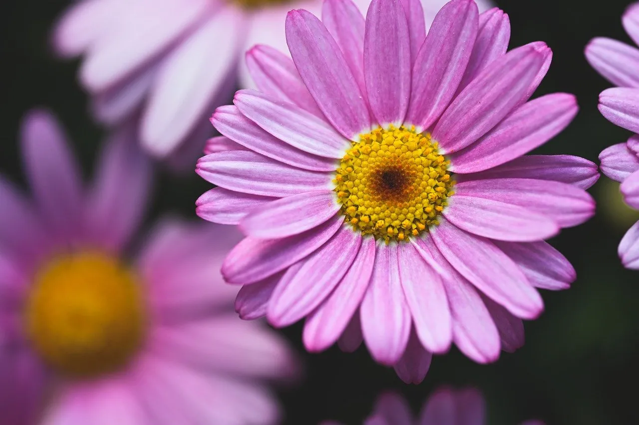 Vibrant Pink Daisy: A Macro Symphony of Summer Joy