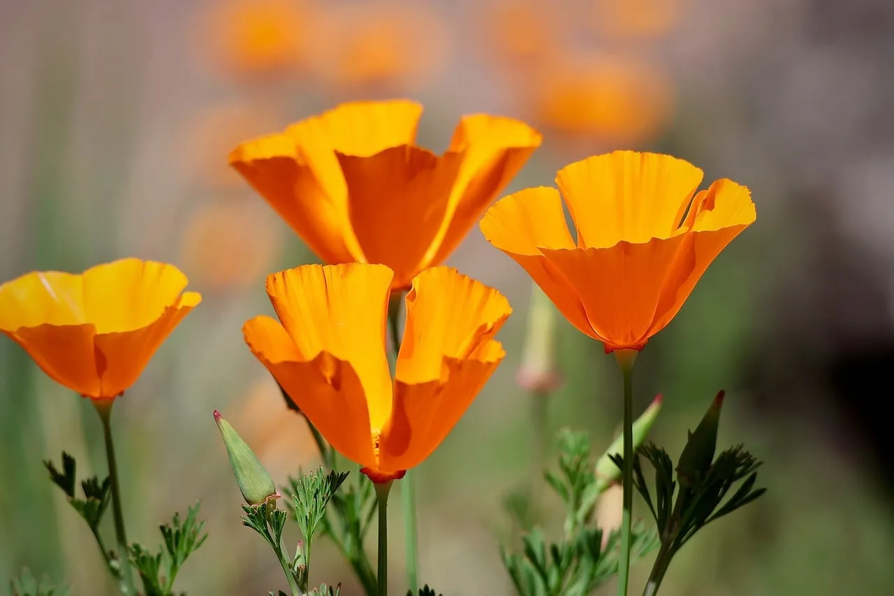 Vibrant Golden Poppies: California's Sun-Kissed Wildflowers