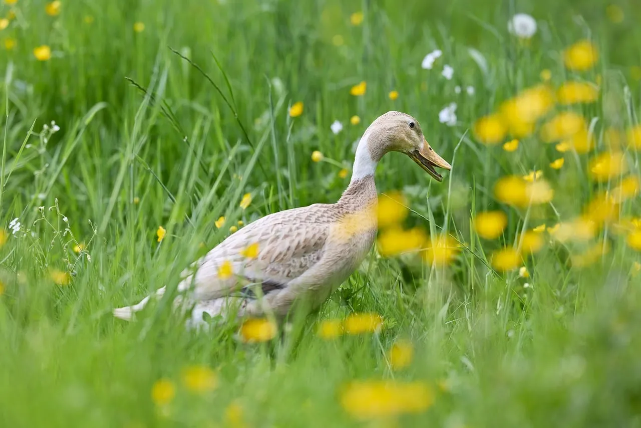 Charming Runner Duck Foraging in a Meadow of Wildflowers