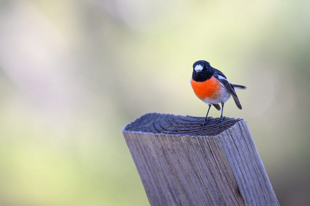 Vibrant Scarlet Robin: A Dazzling Perched Spectacle