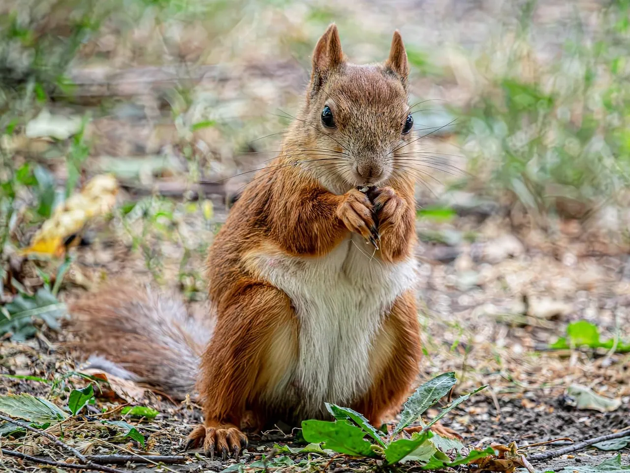 Charming Red Squirrel: Woodland Forager in a Natural Habitat