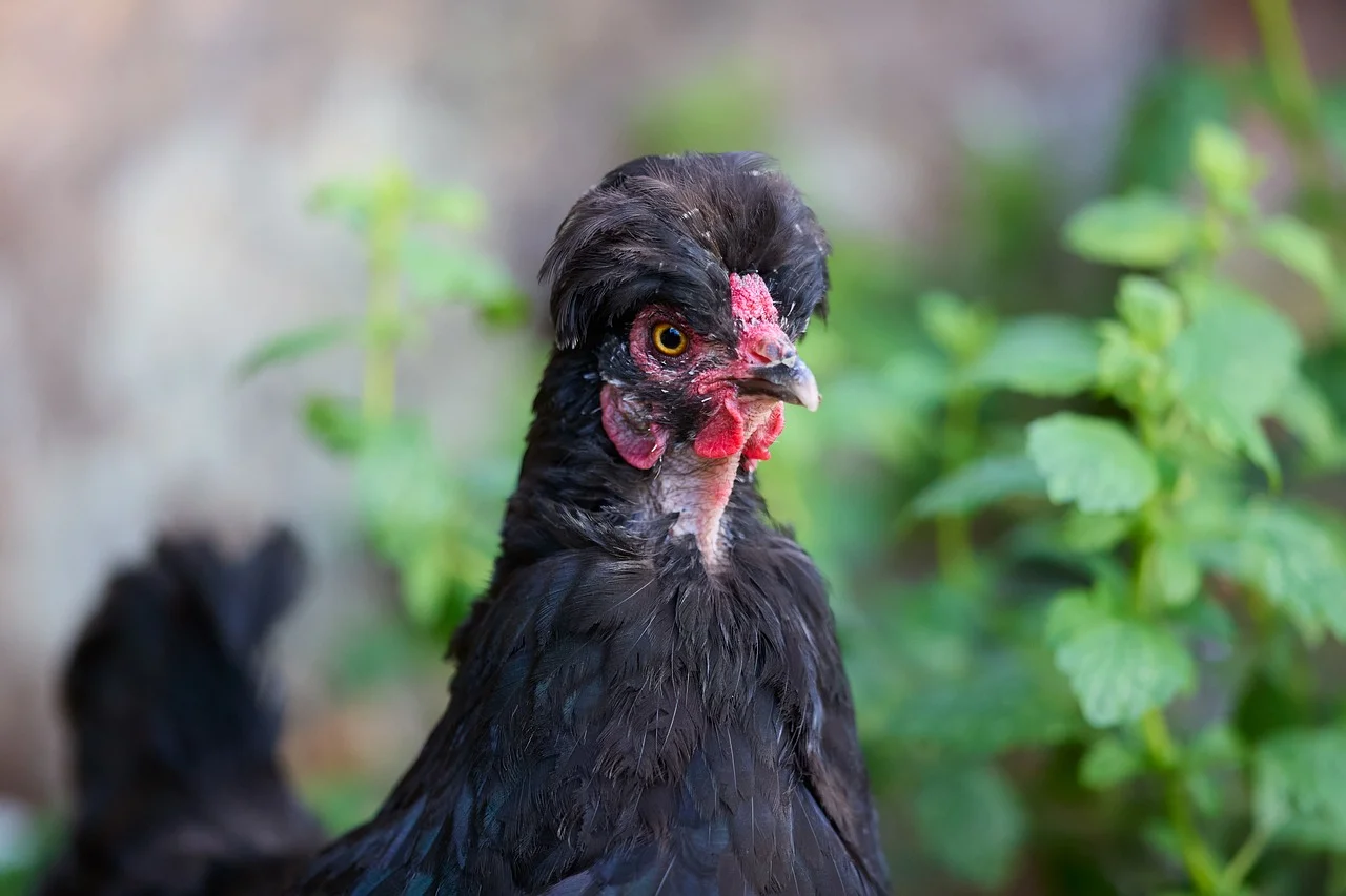 Striking Crested Hen: A Farm Portrait