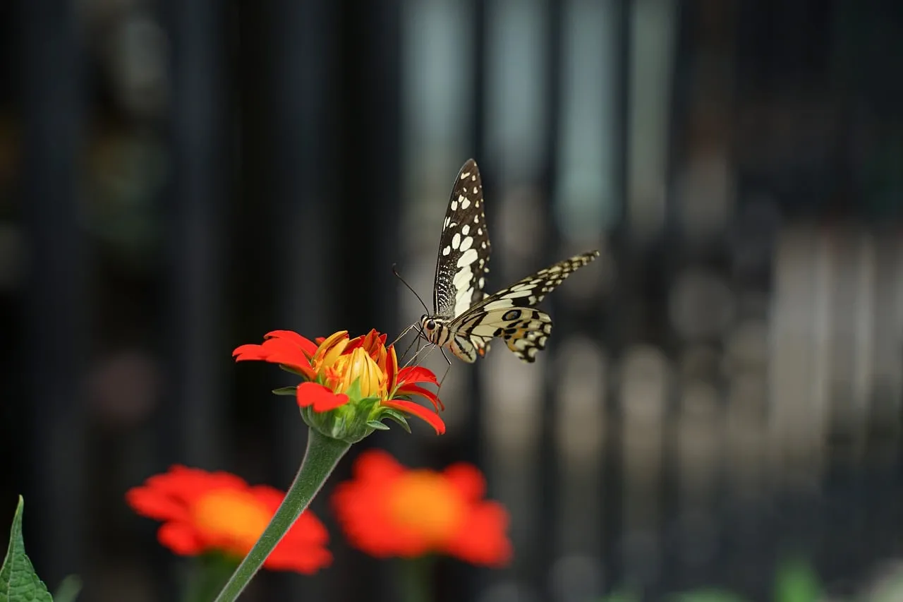 Vibrant Zinnia: Swallowtail Butterfly's Nectar Feast