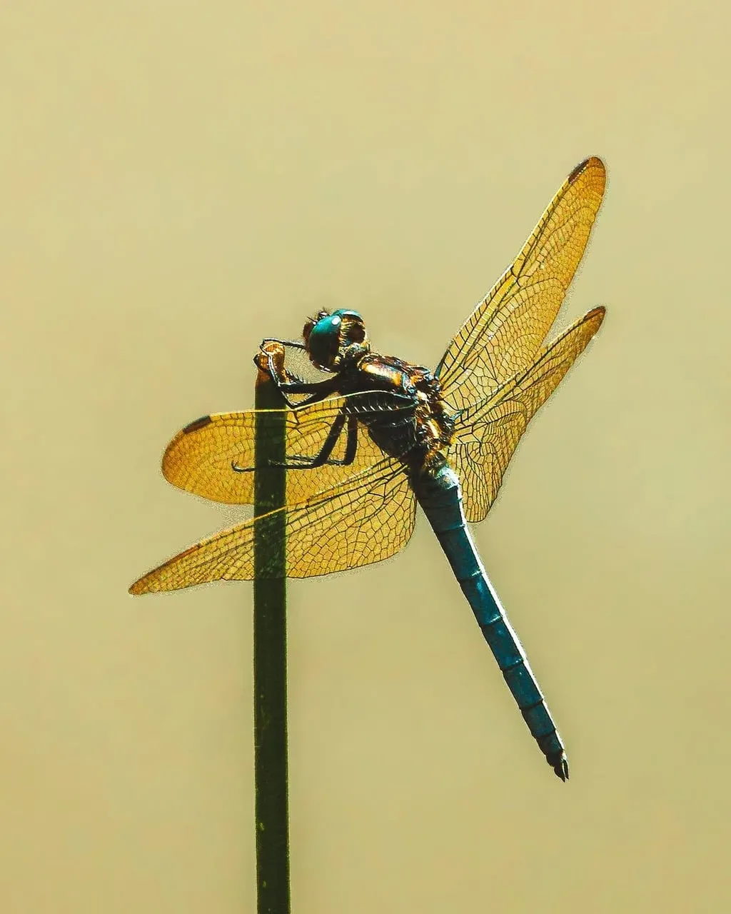 Golden Dragonfly's Translucent Wings Glow in Summer Sunlight