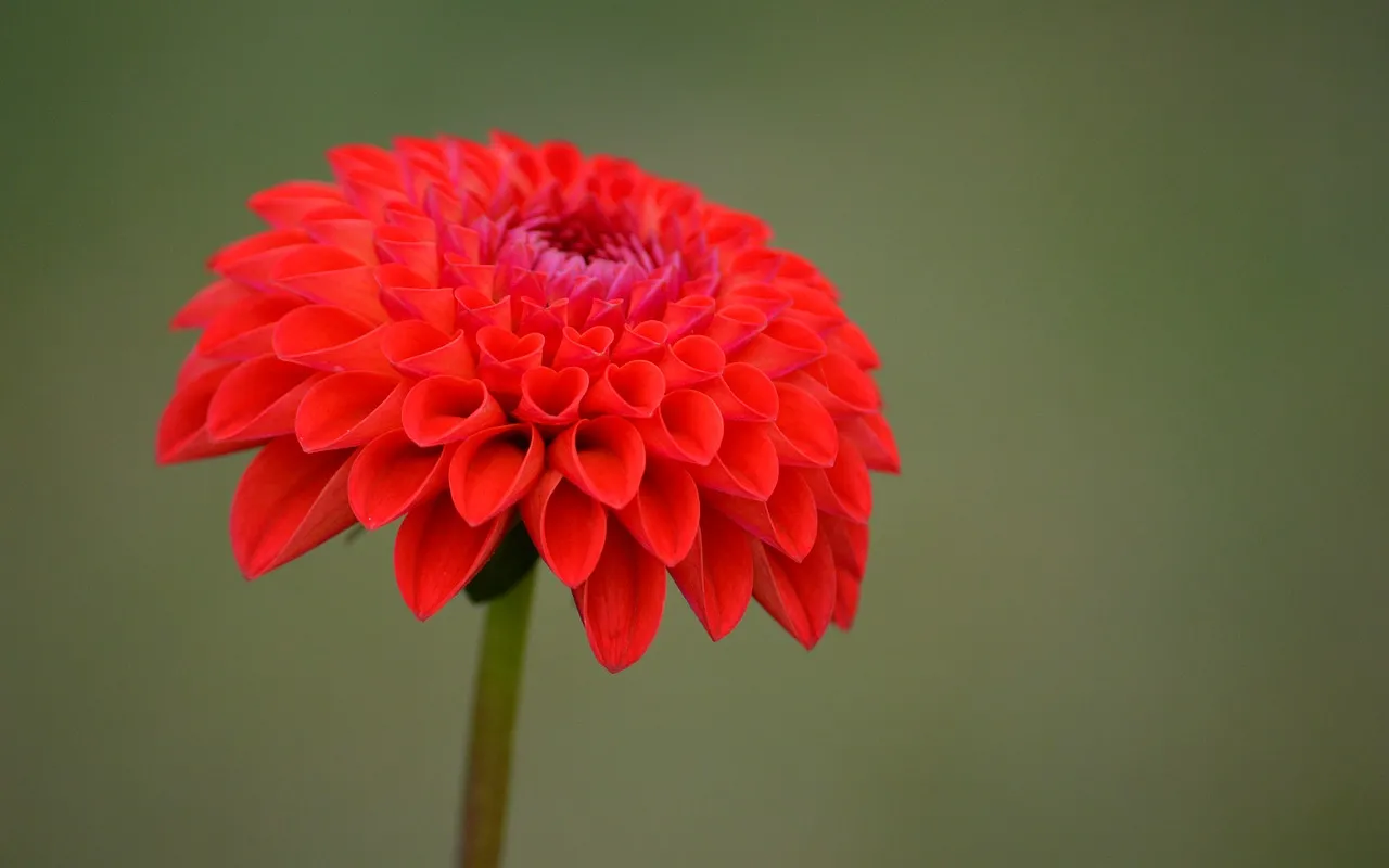 Vibrant Red Dahlia Bloom: A Close-Up of Nature's Artistry