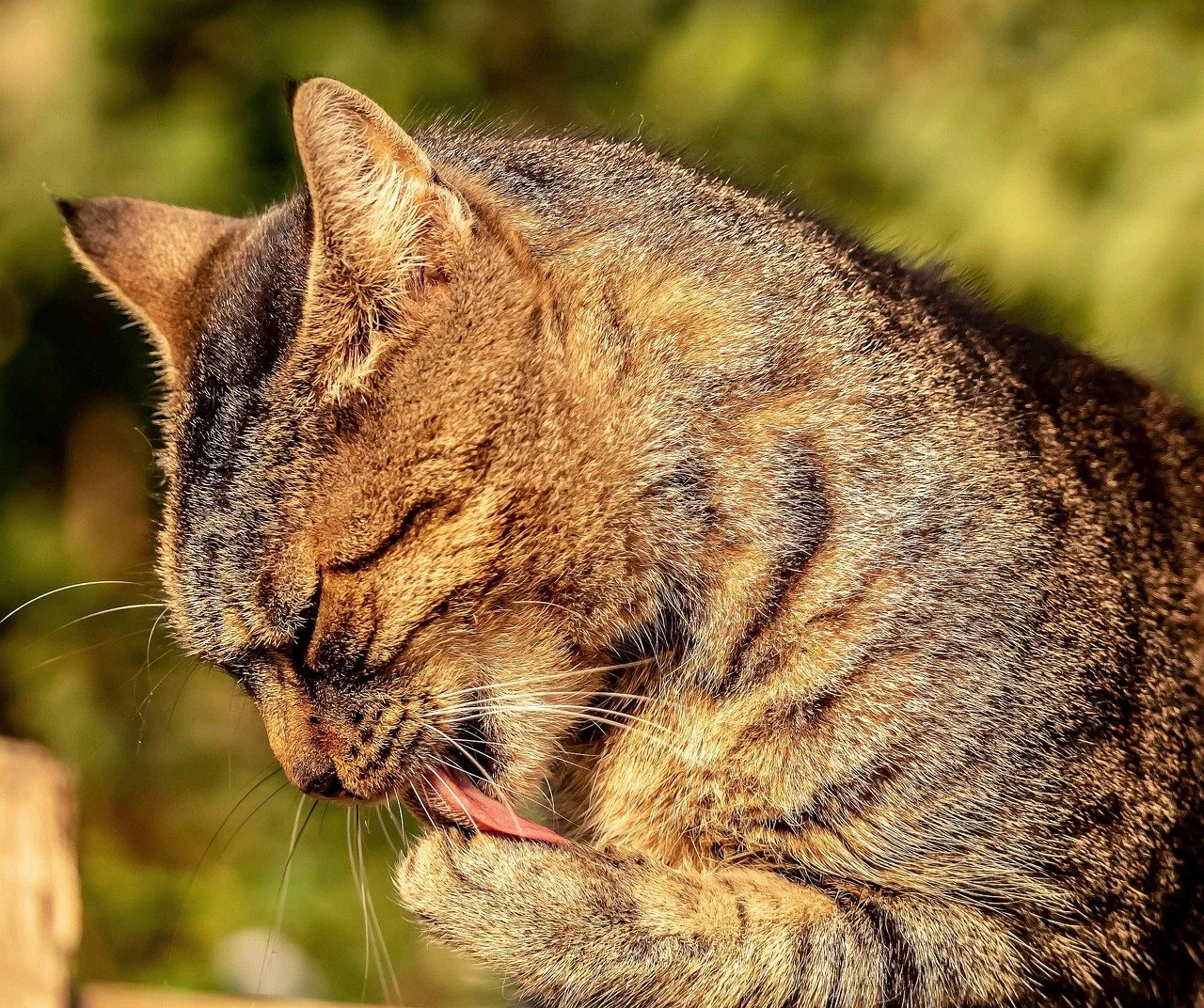 Charming Tabby Cat Grooming: A Moment of Feline Grace
