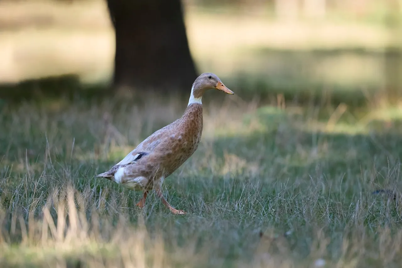 Graceful Indian Runner Duck Strolling in Nature