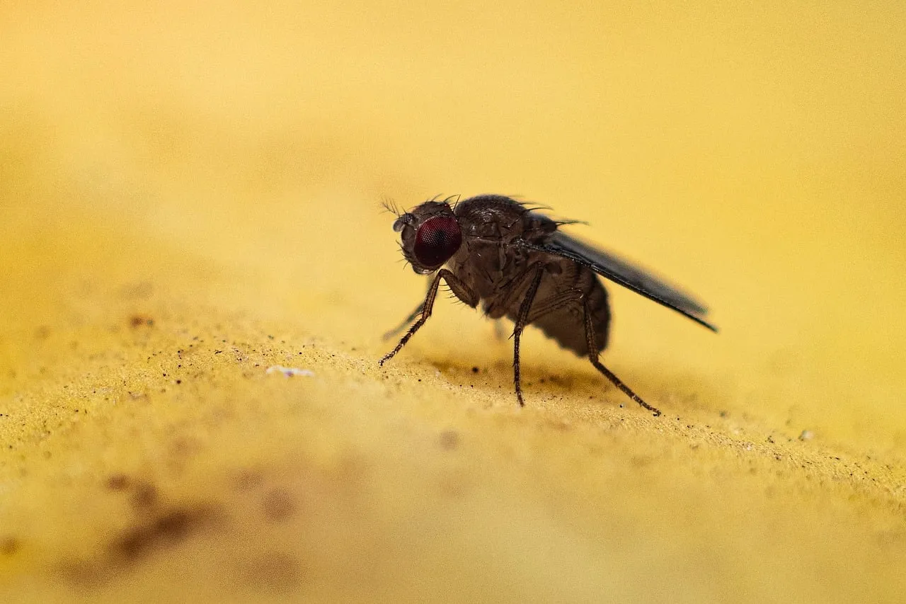 Intricate Macro: Fruit Fly's Vivid World on Yellow