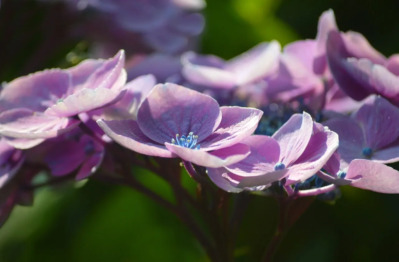 Vibrant Lacecap Hydrangeas: A Summer Garden's Delicate Charm