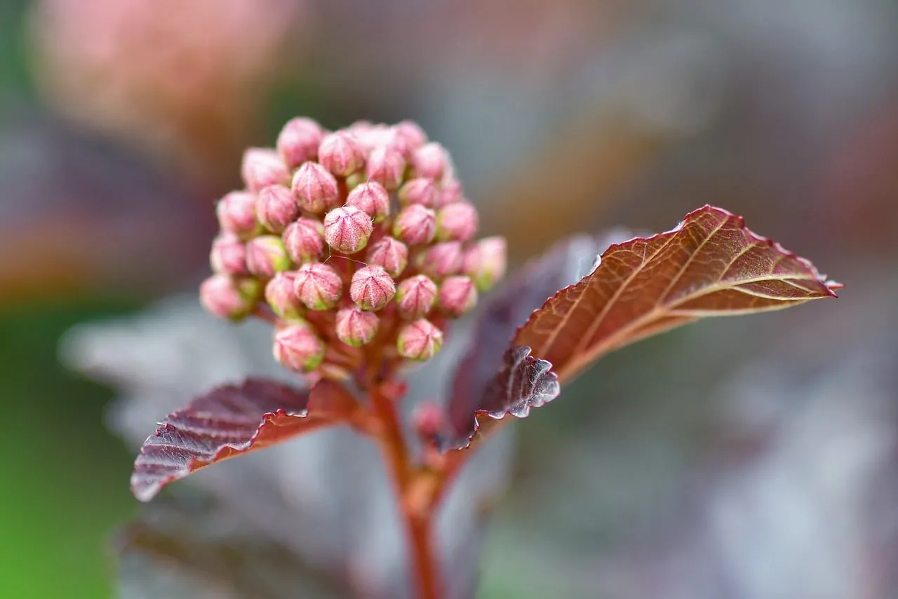 Vibrant Physocarpus Buds: Autumn's Copper Hues