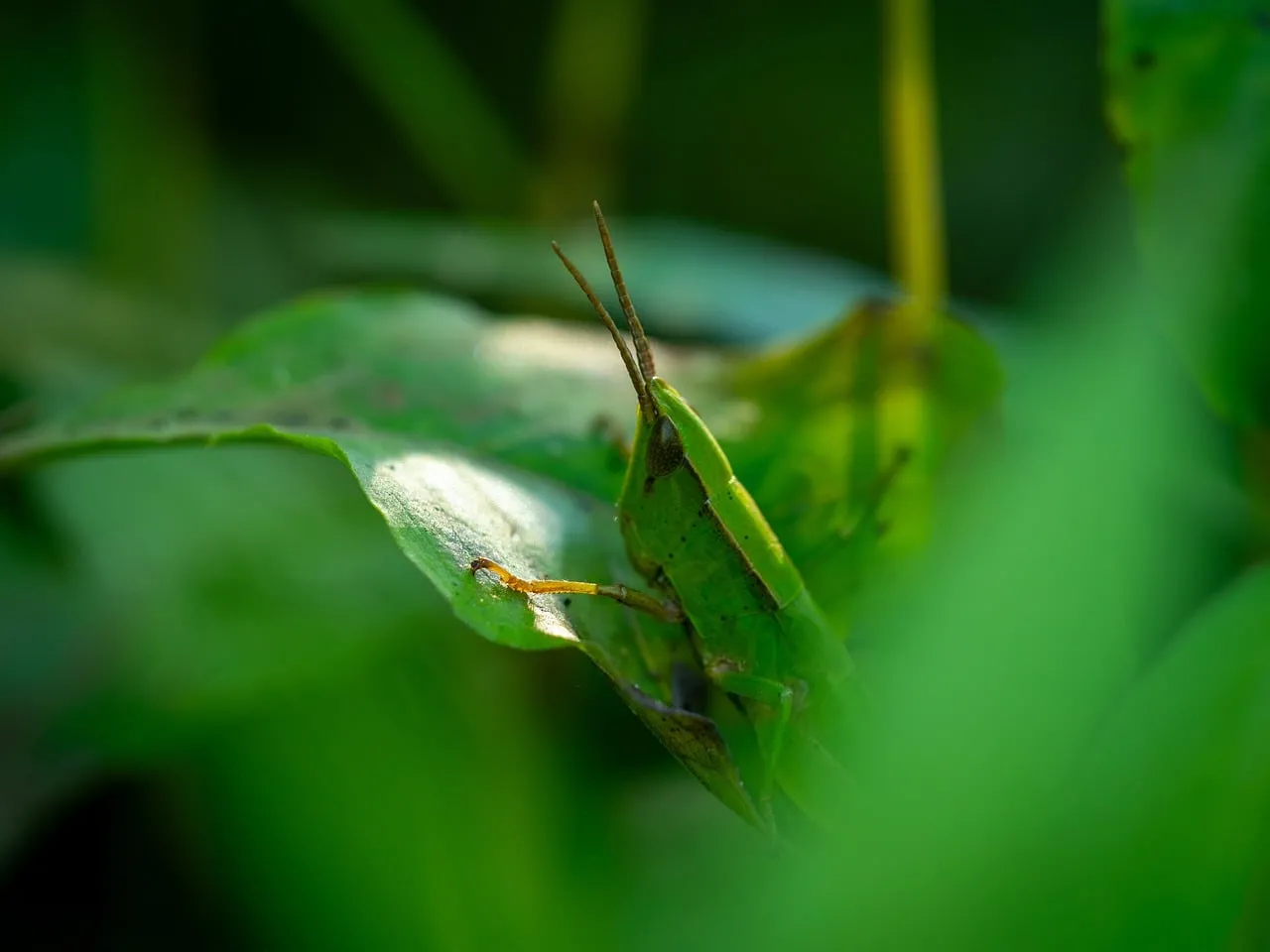 Vibrant Green Grasshopper Blending Seamlessly with Nature's Foliage