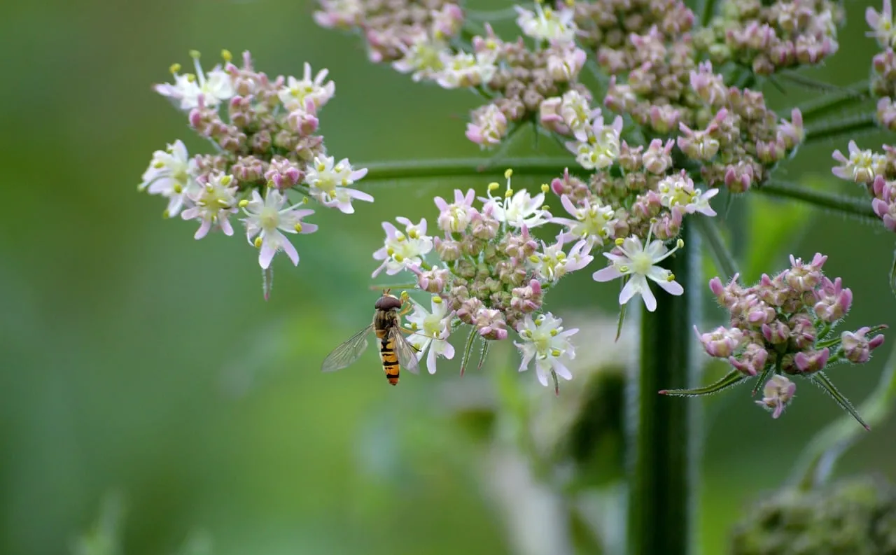 Vibrant Hoverfly Foraging on Meadow Bear Claw Blossom