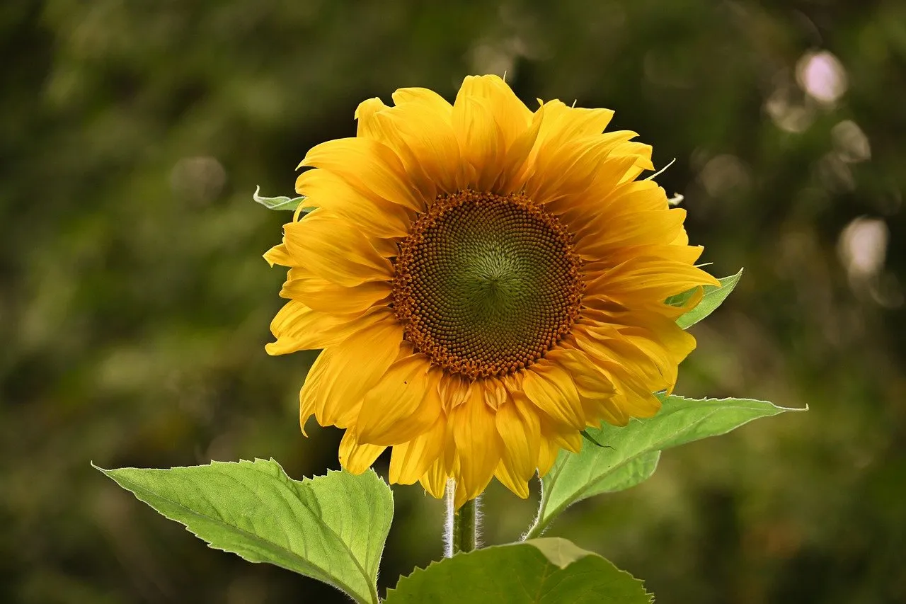 Vibrant Summer Sunflower: Nature's Golden Embrace