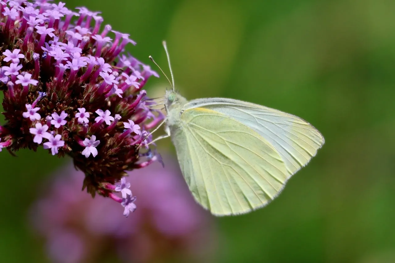 Fragile White Butterfly on Purple Verbena Macro