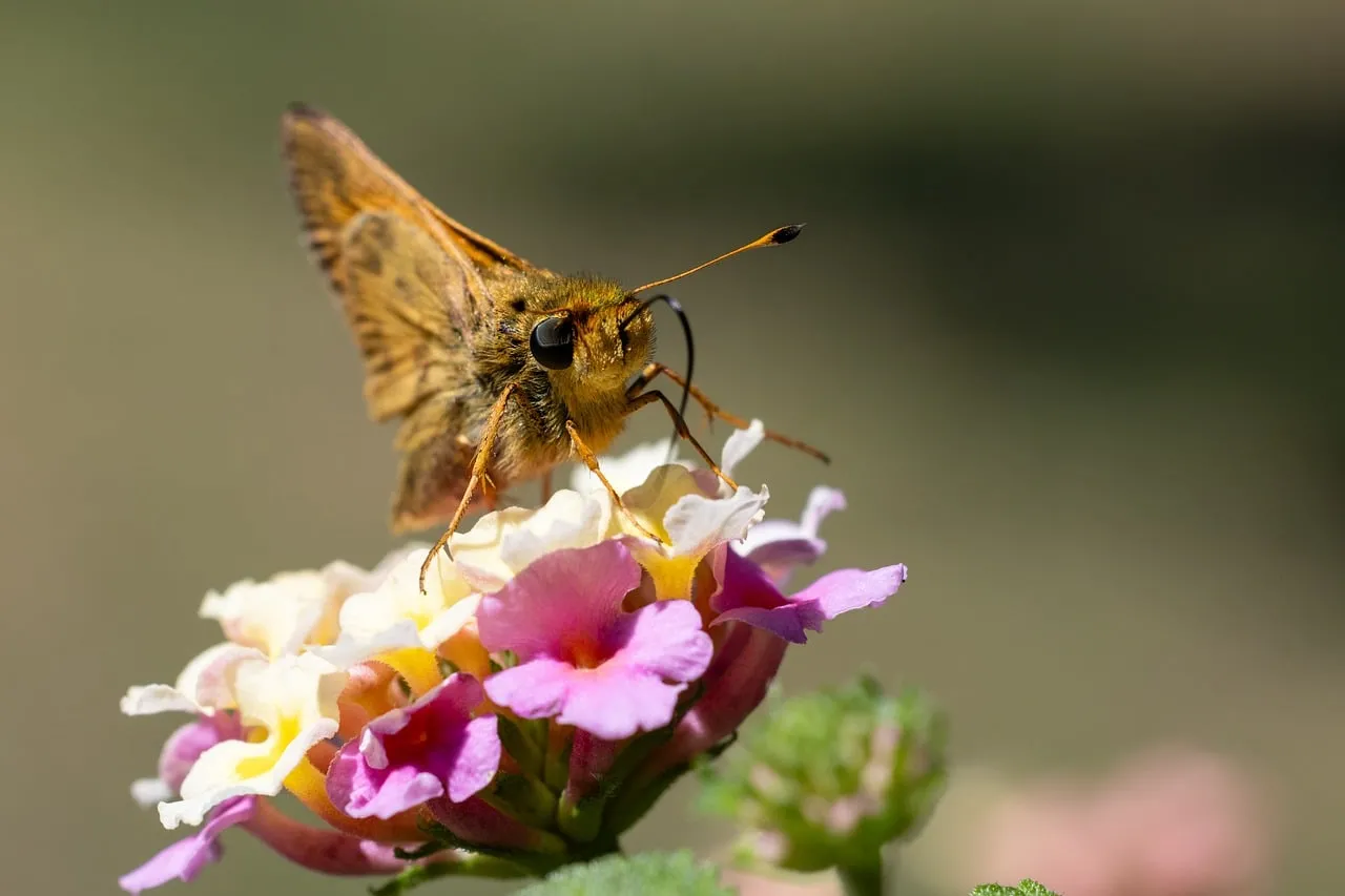Vibrant Macro: Butterfly Pollinating Colorful Lantana Flowers