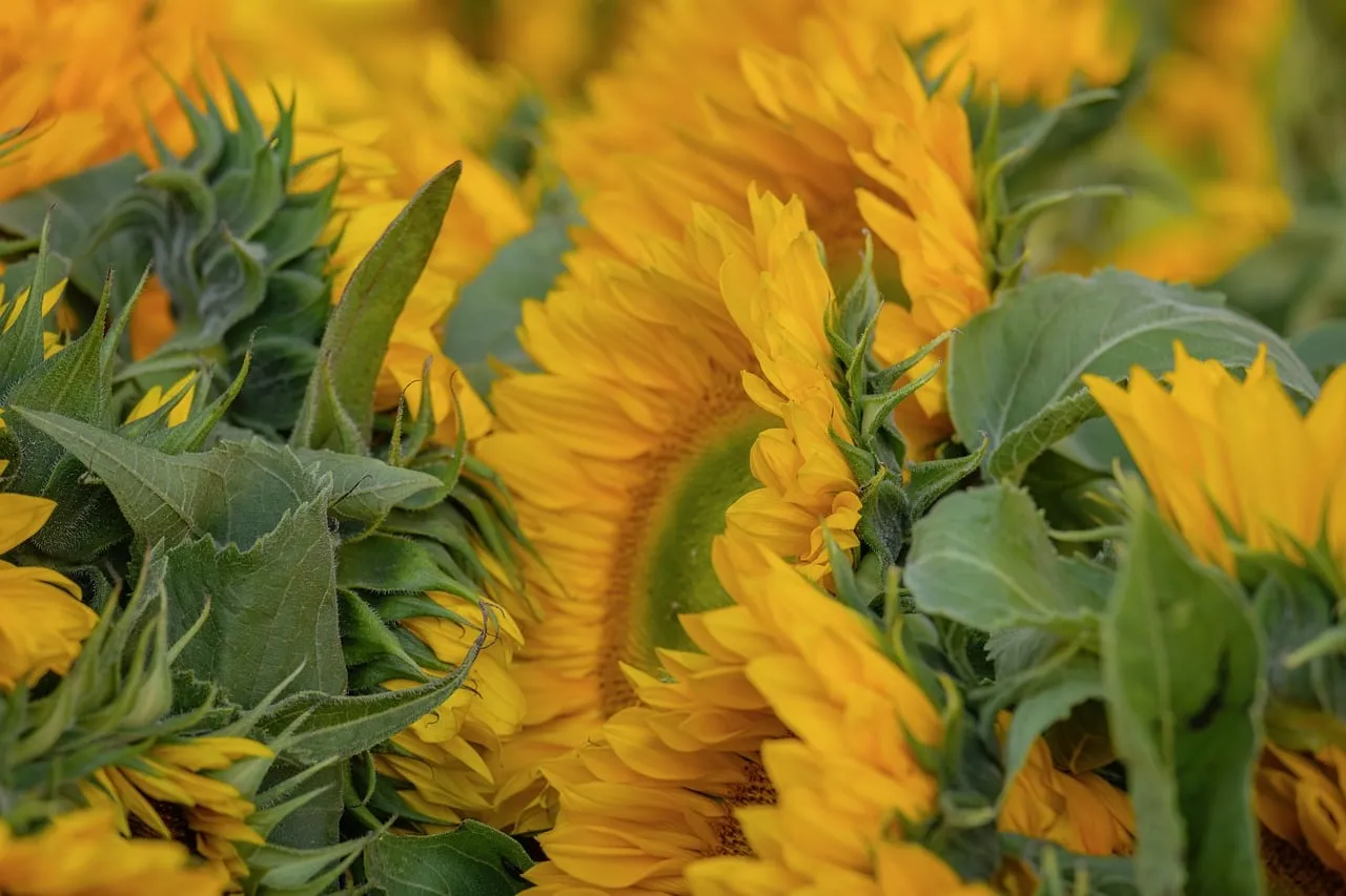 Vibrant Sunflower Field Close-up: Summer's Golden Embrace